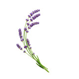Delicate sprigs of fragrant purple lavender flowers tied with twine isolated on transparent background for natural beauty and aromatherapy themes