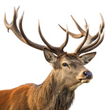 Majestic red deer stag with large antlers isolated on transparent background