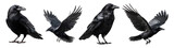 Set of black raven for Halloween, isolated on transparent background.