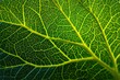 © De - A closeup of a green leaf showing intricate yellow veins