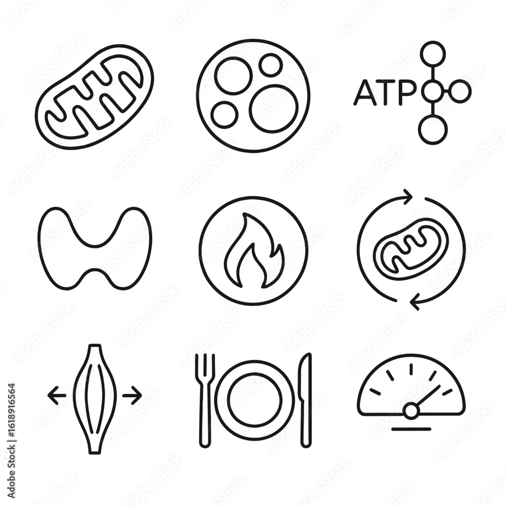 Metabolic Heat Icons. Outline icon set of Metabolic heat production ...