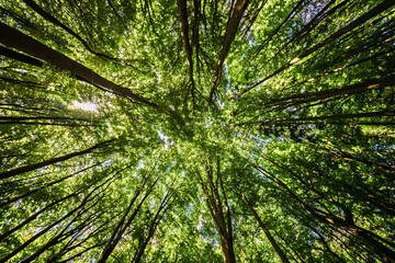 Wall Mural - a serene forest canopy beautifully lit by sunlight filtering through the leaves above