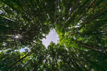 Wall Mural - a breathtakingly serene view of sunlight gently filtering through a beautiful canopy of trees