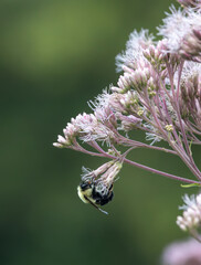 Wall Mural - Full frame abstract texture background of a bumblebee pollinating  pink and purple Joe-Pye weed (eutrochium purpureum) wildflowers in bloom, with defocused background