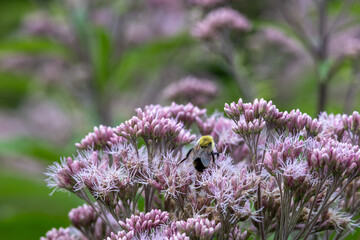 Wall Mural - Full frame abstract texture background of pink and purple Joe-Pye weed (eutrochium purpureum) wildflowers in bloom, with defocused background