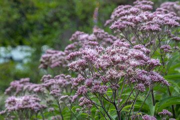 Wall Mural - Full frame abstract texture background of pink and purple Joe-Pye weed (eutrochium purpureum) wildflowers in bloom, with defocused background