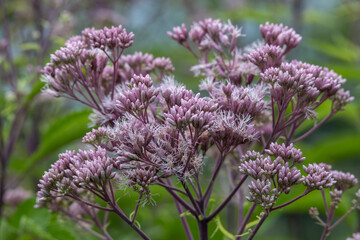Wall Mural - Full frame abstract texture background of pink and purple Joe-Pye weed (eutrochium purpureum) wildflowers in bloom, with defocused background