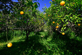 Orange grove in the Peloponnese, Greece // Orangenhain am Peloponnes, Griechenland