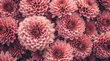 Coral-pink dahlias with complex petal formations densely packed, showing gradient colors from deep rose to soft peach in artistic arrangement.