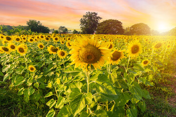 Wall Mural - golden sunflowers field at blooming farm agricultural summer bright sun lights with cloudy blue suns