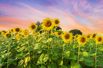 Wall Mural - golden sunflowers field at blooming farm agricultural summer bright sun lights with cloudy blue suns
