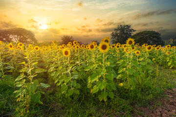 Wall Mural - golden sunflowers field at blooming farm agricultural summer bright sun lights with cloudy blue suns