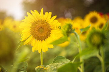 Wall Mural - golden sunflowers field at blooming farm agricultural summer sunset and blue sky background texture 