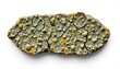 © หมู ทําอะไรก็อร่อย - a high resolution, ultra sharp isolated texture sample of lichen crust, placed on a pure white background with no shadow or minimal soft shadows only