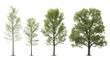 © Lumi - Five distinct deciduous trees, various ages and sizes, with lush vibrant green foliage and robust trunks, presented on a pure plain white background with studio lighting and no shadows, ultra