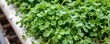 © wpw - cilantro grows best in mild temperatures and benefits from the stable climate inside a greenhouse for continuous leaf production.