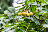 Castanea sativa pertenece a la familia de Fagaceae.