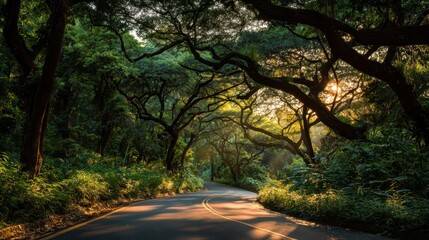 Wall Mural - sun shines through trees arching over a winding road in a lush forest. great for illustrating nature