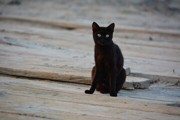 black cat in the park with green eyes