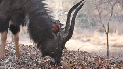 Wall Mural - a close up high frame rate clip a male lowland nyala feeding at kruger national park of south africa