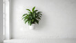 © Mr Nobody - green plant in a white wall