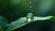 © しえるん - 葉についた雨の雫の水滴のアップ