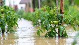 Tomato plants submerged in floodwater, damaged garden scene. Rising water, disaster aftermath.
