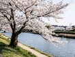 © zakwan - A majestic cherry blossom tree in full bloom leaning over a quiet riverside path, with rows of blossoming trees in the distance. This serene scene captures the peaceful beauty of springtime in a Japan