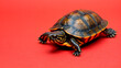 © Qazy - Red-eared slider turtle on red background