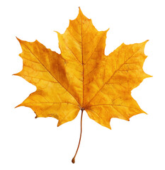 Wall Mural - Yellow autumn maple leaf with stem isolated on transparent background