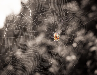 spider on web