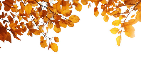 Wall Mural - png autumn nature scene leaves leaf sky.