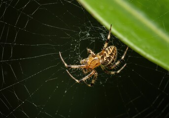 A spider with patterned abdomen sits in its intricate web near a vibrant green leaf edge