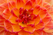 © Claudia - Closeup of beautiful, fresh, elegant, multi-colored dahlia blossom in summer