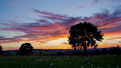 Wall Mural - sunset over a field with a lone tree and a field of flowers