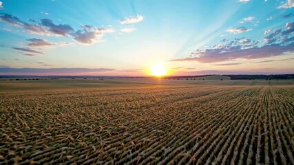 Wall Mural - arafed field of wheat with sun setting in the background