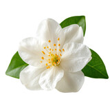 A close-up photograph of a delicate white jasmine flower with its glossy green leaves