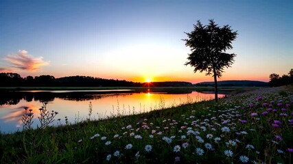Wall Mural - flowers are in the foreground of a lake at sunset