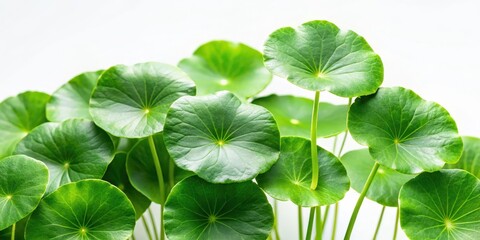 Wall Mural - Close-up view of Centella asiatica leaves on a white background