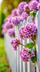 Wall Mural - bergenia cordifolia lilac flowers on a white cherry blossom fence