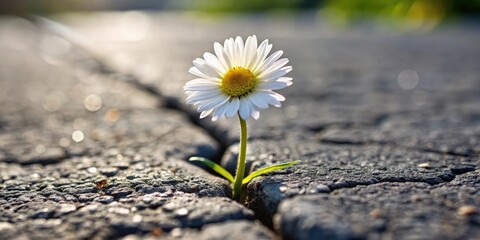 Wall Mural - A delicate daisy flower blooms through a crack in the worn asphalt road