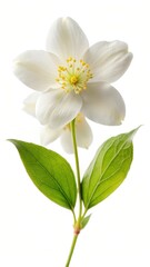 Wall Mural - delicate jasmine flower blooms on a pure white background