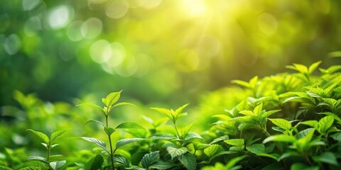 Wall Mural - Dense foliage in blurry focus on a green background