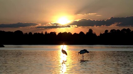 Wall Mural - there are two birds standing in the water at sunset