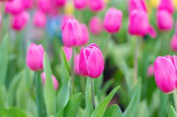 Wall Mural - Close up pink tulips in the garden
