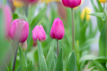 Wall Mural - Close up pink tulips in the garden