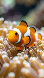 Clownfish in anemone