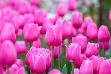 Wall Mural - Pink tulips in the garden