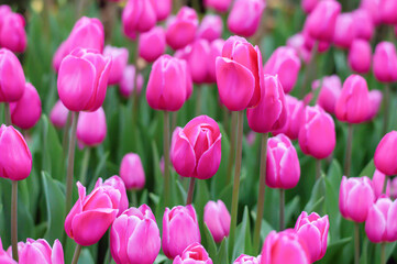 Wall Mural - Pink tulips in the garden