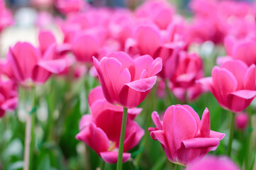 Wall Mural - Pink tulips in the garden